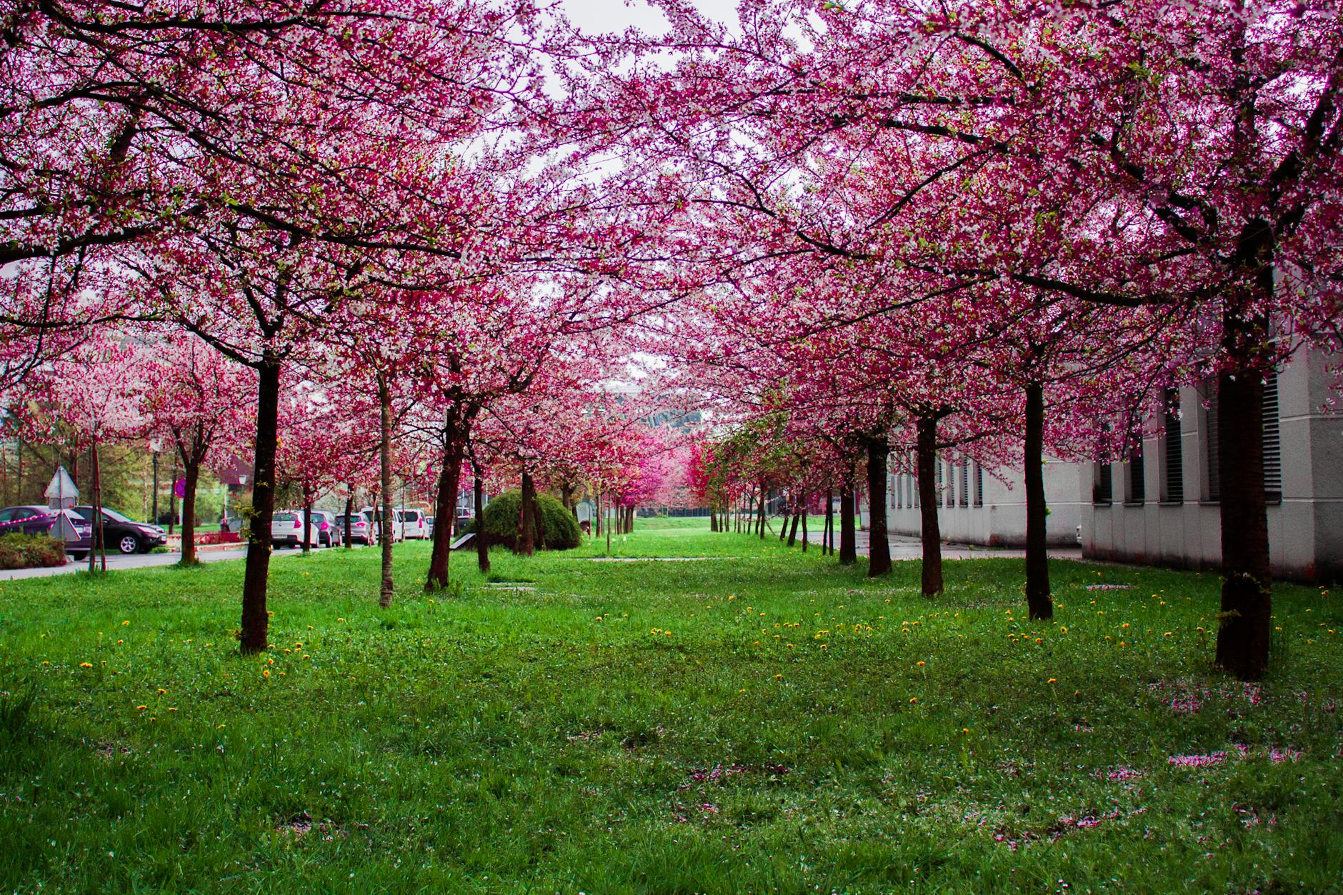 Milan in spring with cherry blossoms blooming in Sempione Park