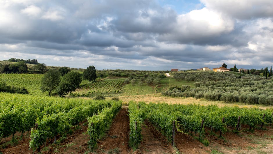 Day trip from Milan to Franciacorta Wine Region