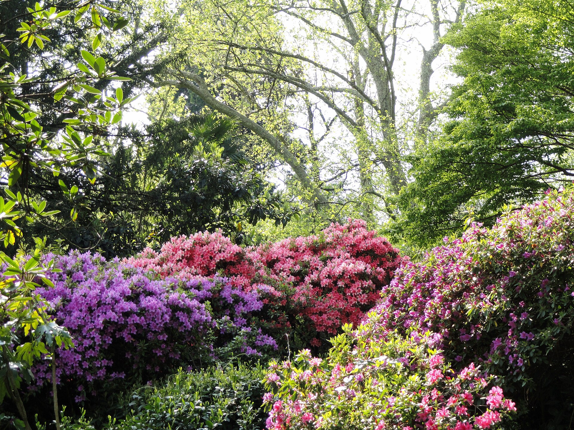 Banks of pink and purple azaleas and rhododendrons in full flower under tall trees in the gardens of Villa Carlotta on Lake Como